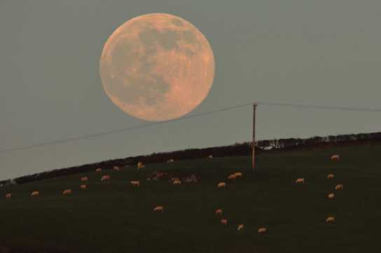 17 January 2022 - 16-22-36
That's some high wire balancing act. January's full moon lines up a cracking act. Not that the sheep were impressed.
---------------------
Moonrise over Kingswear